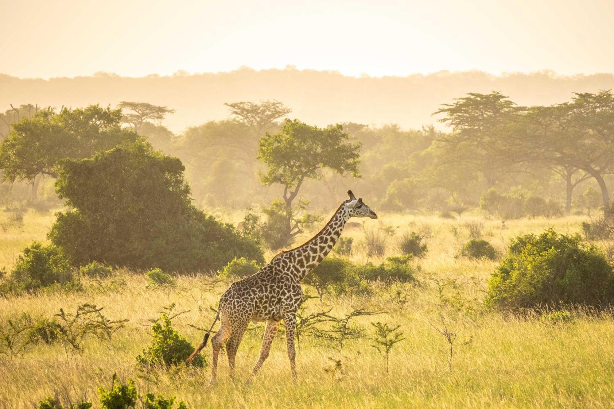 Simply Saadani Camp, A Tent With A View Safaris Mkwaja Exterior photo