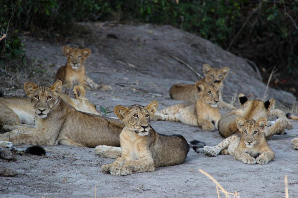Simply Saadani Camp, A Tent With A View Safaris Mkwaja Exterior photo